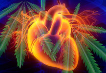 Cannabis and the heart